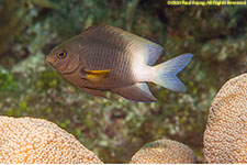 damselfish